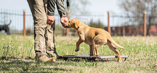 Summer Dog Training